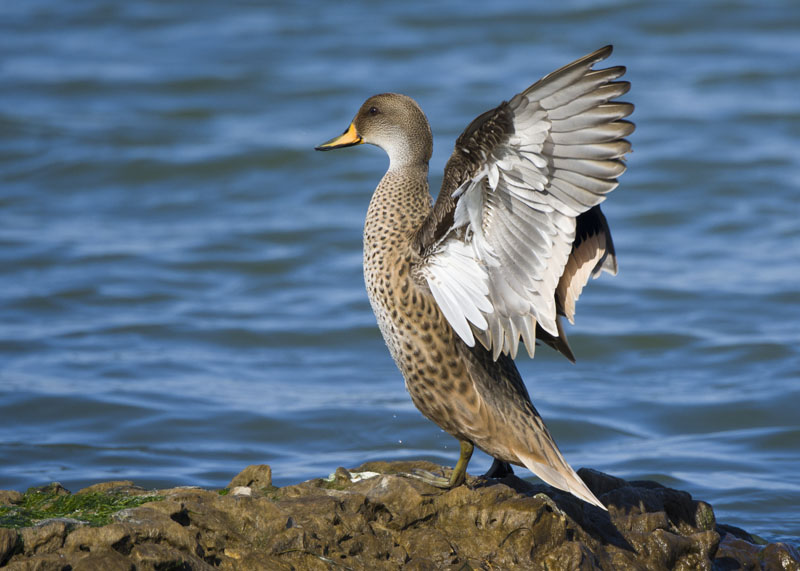 Femmina di Germano reale (Anas plathyrhynchos)